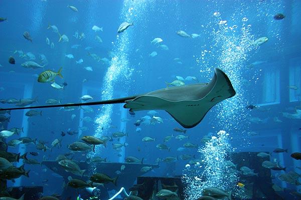 亚特兰蒂斯水族馆
